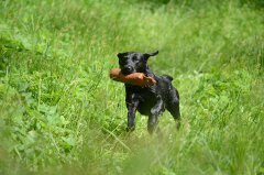 Stort hundprogram